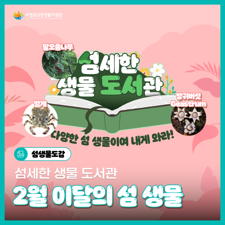 [섬세한 생물 도서관] 범게부터 말오줌나무, 방귀버섯 Geastrum까지! 🦀🐎🍄‍🟫 : 네이버 블로그