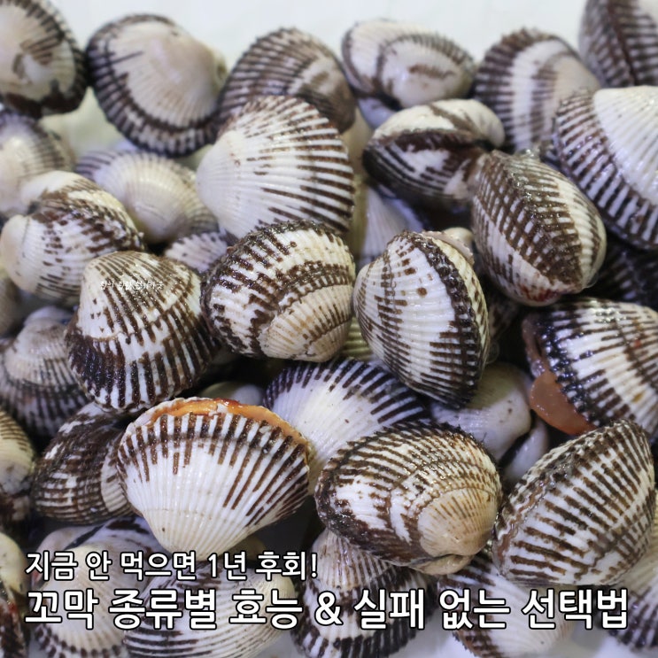 2월 제철 꼬막 효능 영양정보 칼로리 종류, 참꼬막 새꼬막 피꼬막 차이 : 네이버 블로그