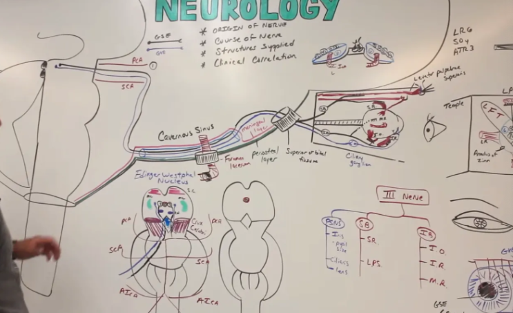 [CN3] Oculomotor Nerve : 네이버 블로그