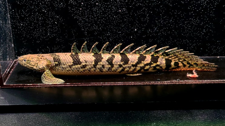 금일 The Polypterus lab 홈페이지에 신규 개체들이 업로드 되었습니다. : 네이버 블로그