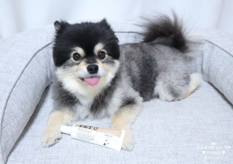 반려동물 피부 보습크림 추천 펫도씨 PET'C 듀이케어 MD 포뮬러 이노트 INOT 강아지 보습제 : 네이버 블로그