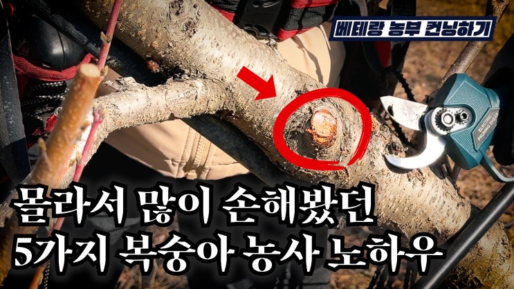 복숭아 가지를 일직선으로 빼야 하는 이유(복숭아 수형) | 베테랑 농부 컨닝하기 👀 : 네이버 블로그