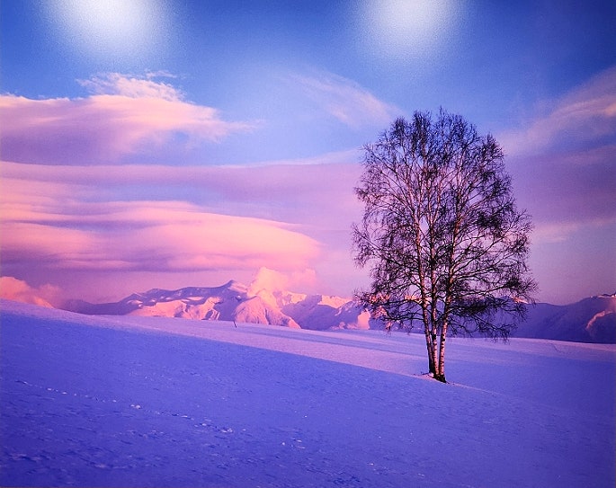 Trees on the Hills in the Snow 신조 마에다 사진전/ 타쿠신칸/ 비에이/ 홋카....
