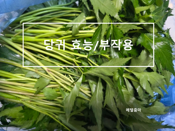 당귀 효능,부작용/활용음식/음식궁합 : 네이버 블로그