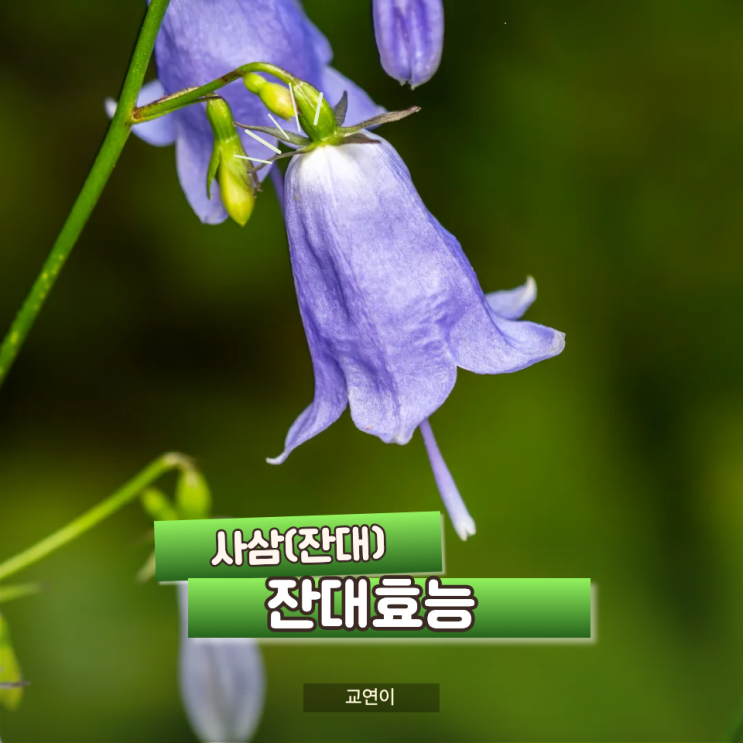 잔대효능 딱주 사삼 더덕과 차이 잔대모종 구매 & 심는시기 : 네이버 블로그