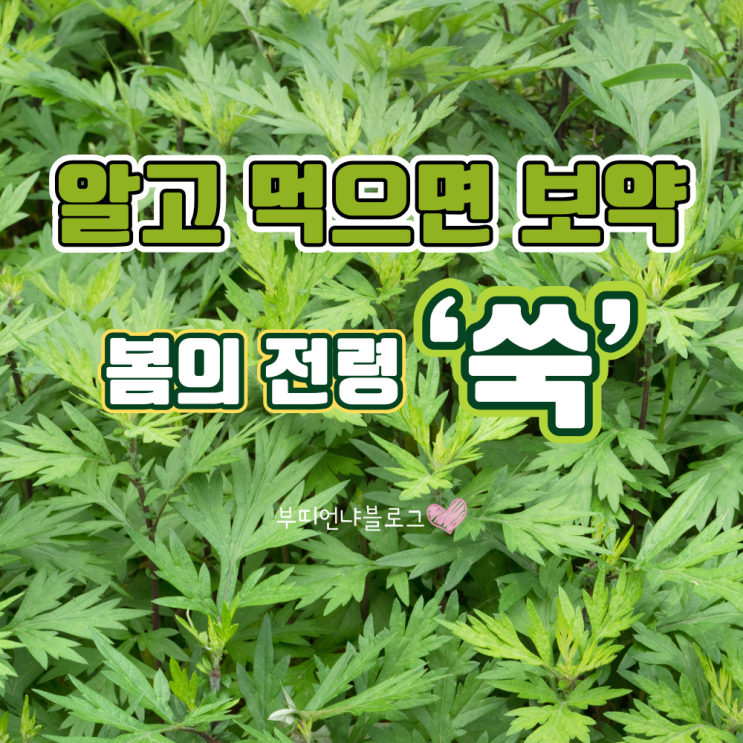 봄의 향기 가득한 쑥, 효능과 먹는 법 - 여성에게 더 좋은 쑥, 알고 먹으면 자연의 보약 : 네이버 블로그