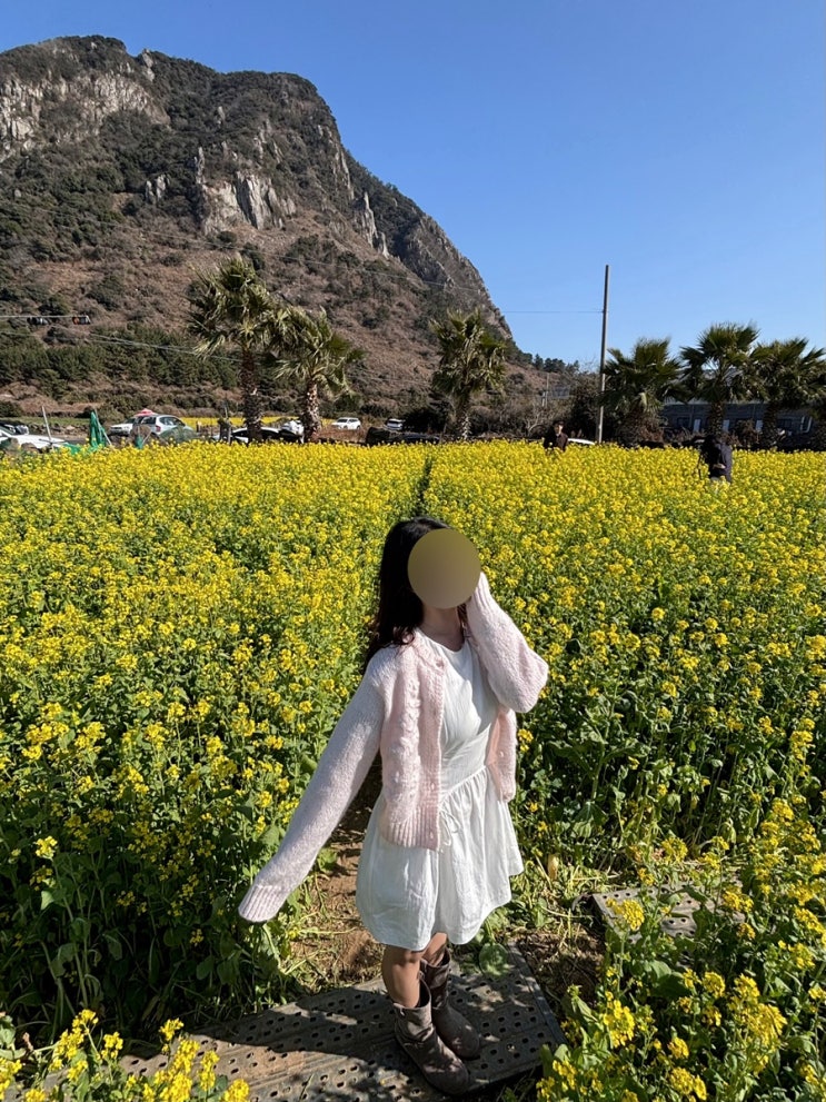 제주 2월 여행 | 산방산 유채꽃 | 제주mbc국제평화마라톤 하프 후기