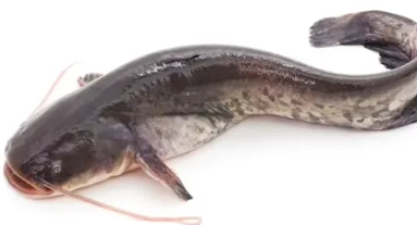 메기 효능, 매운탕, 민물, 바다, 물고기, 영양성분, 소금 : 네이버 블로그