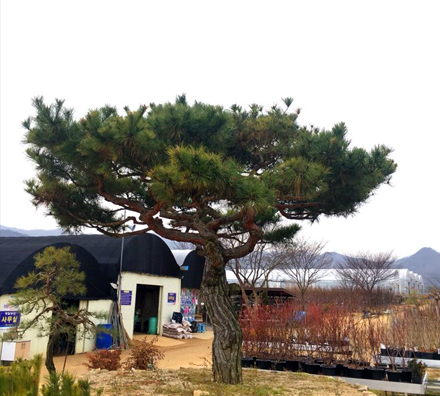 소나무 적송 육송 조선소나무 한국대표 조경수 산림수 : 네이버 블로그