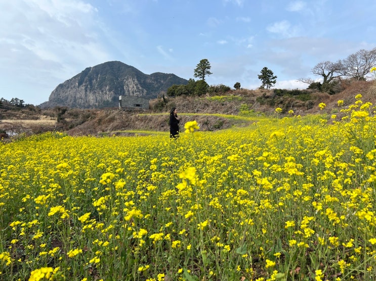 제주도 숨은 유채꽃밭 명소 산방산뷰 바로 요기!