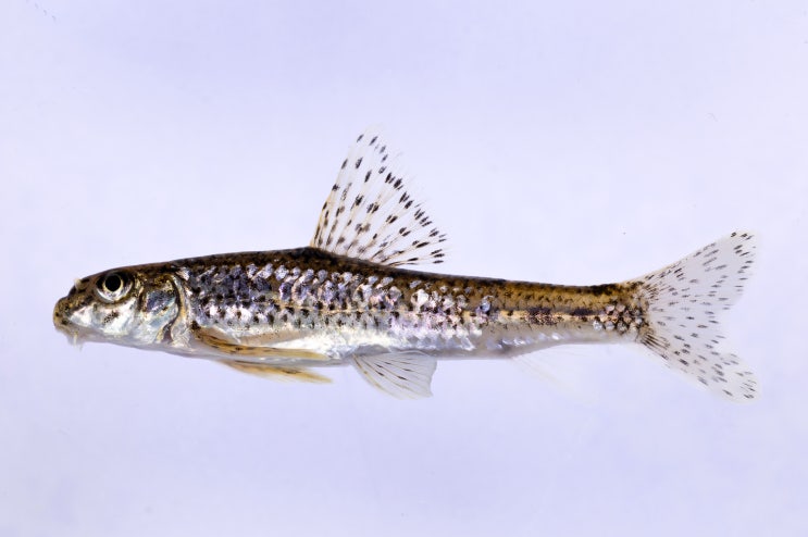 왜매치(Microphysogobio springeri)의 속명 변경 : 네이버 블로그