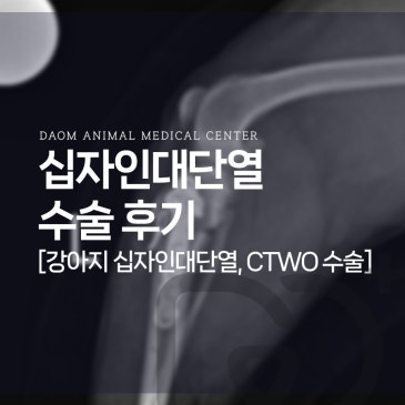 청주 강아지 십자인대 파열 CTWO 수술 후기 [24시 동물병원]