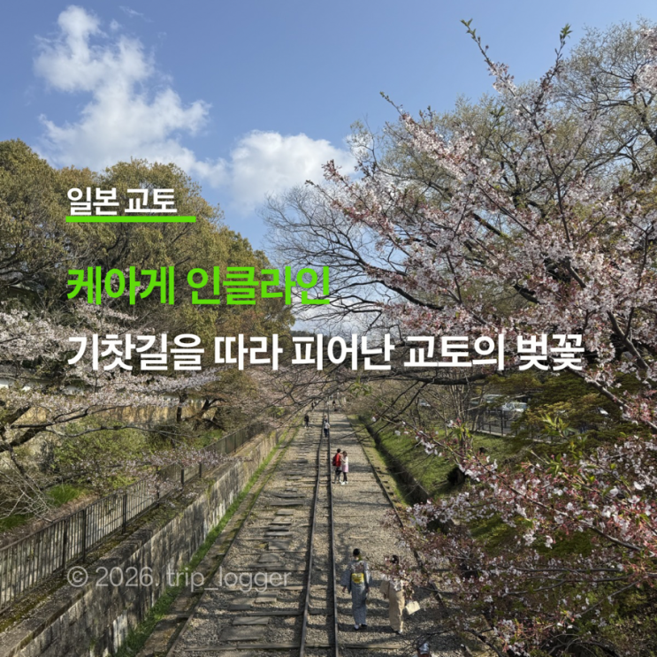 [일본 교토] 교토 벚꽃 명소 게아게 인클라인, 옛 기찻길을 따라 피....