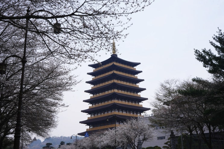 경주 아이와 가볼만한 곳 이국적인 느낌 가득한 경주 황룡원 벚꽃