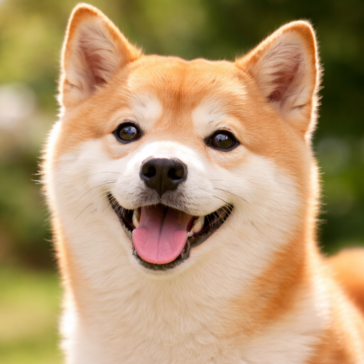 🐶댕스럽개 견종백서 시바이누편🐾 : 네이버 블로그