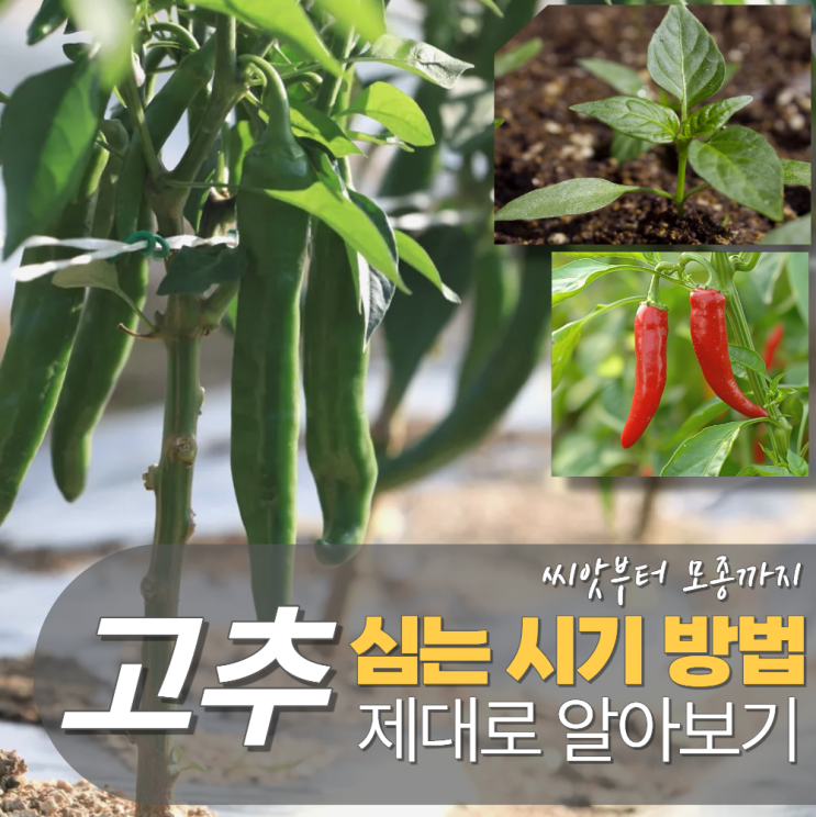 고추 심는시기 모종 씨앗 방법 간격 파종 : 네이버 블로그