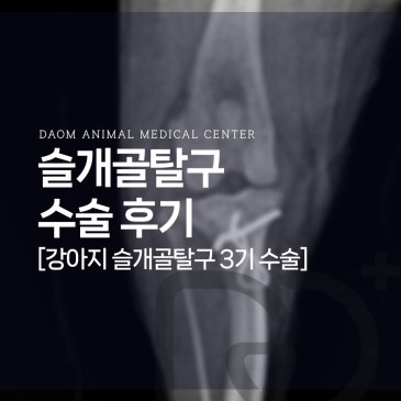 청주 강아지 슬개골탈구 원인과 증상, 수술 방법/수술후기