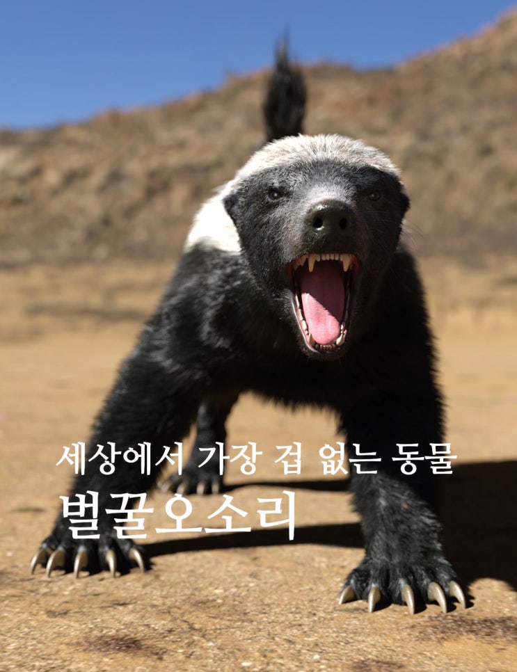 벌꿀오소리, 독사 잡는 세계에서 가장 겁없는 동물 종류 성격 : 네이버 블로그