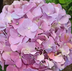 2026년 창원시민 나무 나누어주기 행사 : 네이버 블로그