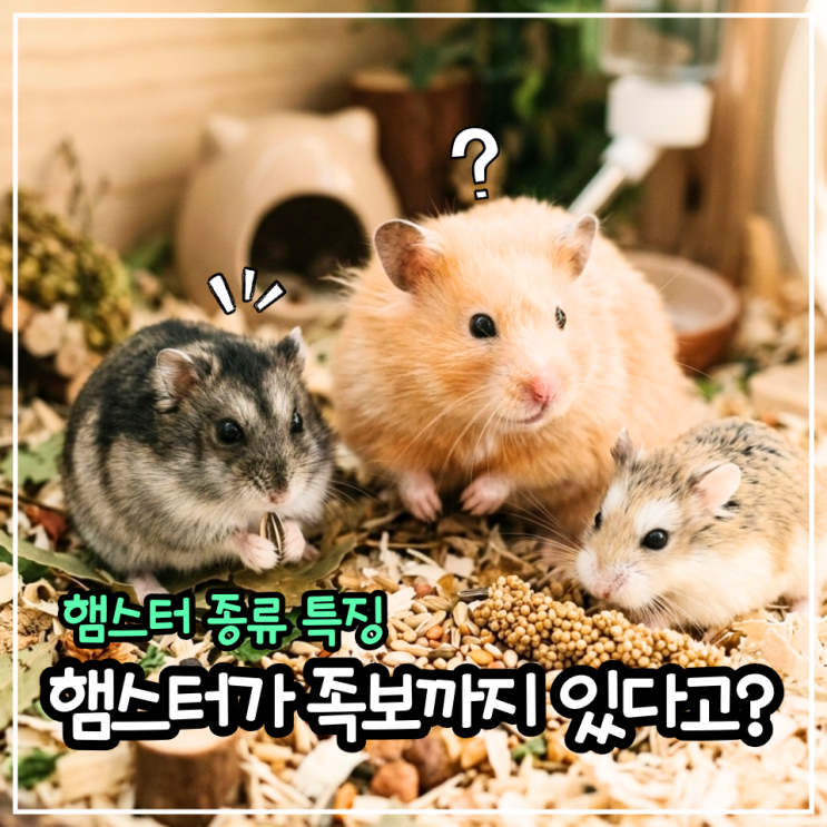 인기 있는 햄스터 종류 총정리! 귀여운 외모 속에 숨겨진 종별 특징은? : 네이버 블로그