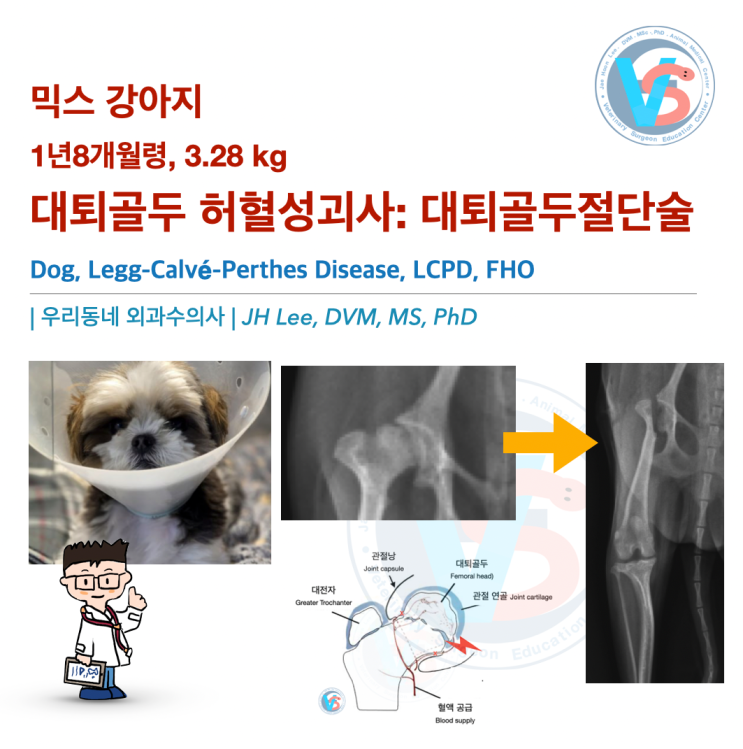 믹스 1년8개월령 강아지, 대퇴골두허혈성괴사(LCPD) 수술 사례 (대퇴골두목절단술,FHNO,FHO):수술 후 재활/예후 :우리 ...