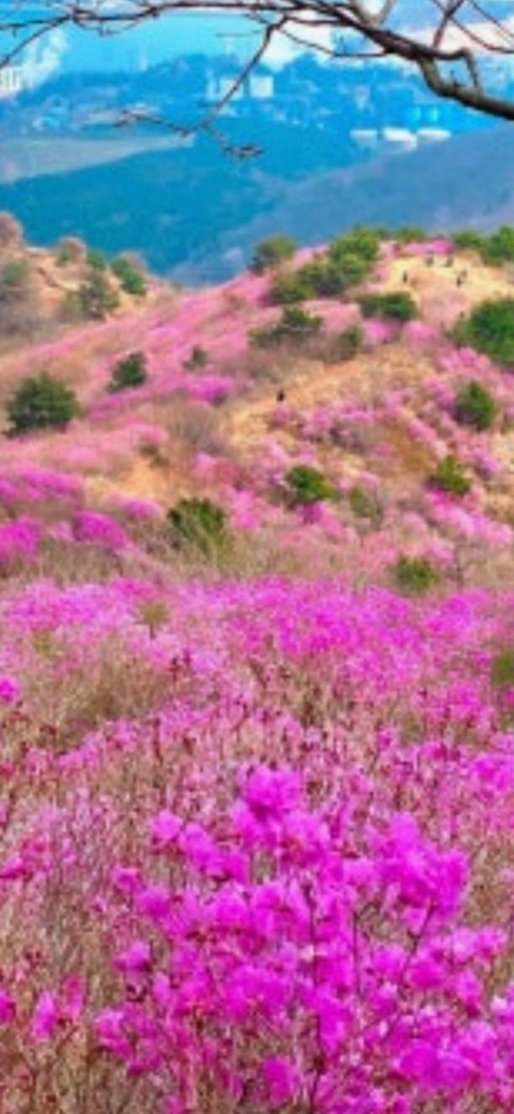 봄꽃 진달래, 철쭉, 산철쭉, 영산홍 비교 구분 : 네이버 블로그