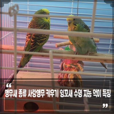 앵무새 종류 사랑앵무 키우기 잉꼬새 수명 지능 먹이 특징과 암수구분 : 네이버 블로그