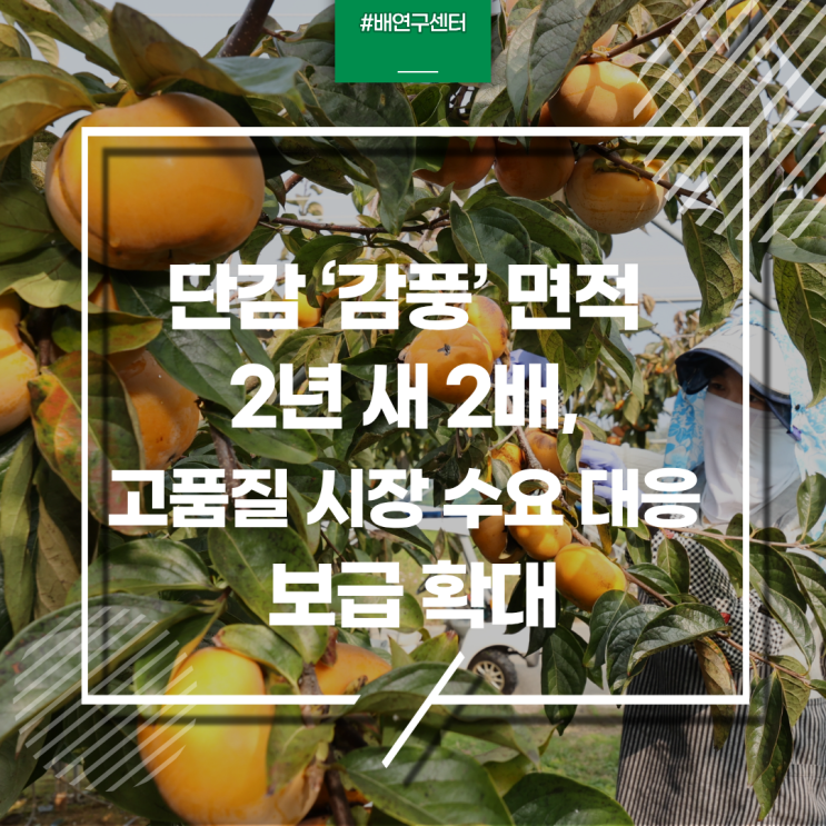 단감 ‘감풍’ 면적 2년 새 2배, 고품질 시장 수요 대응 보급 확대 : 네이버 블로그