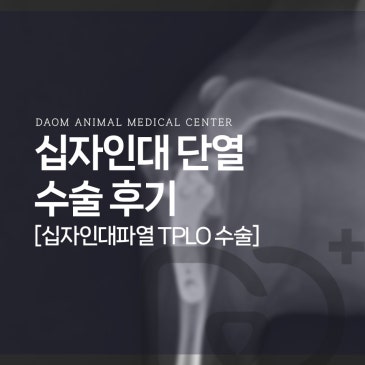 복대동 강아지 십자인대 단열 TPLO 수술 후기 [24시 다옴동물병원]