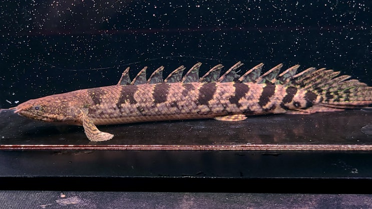 금일 The Polypterus Lab 홈페이지에 신규 개체들이 업로드 되었습니다. : 네이버 블로그