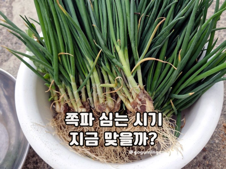 봄 쪽파 심는 시기 언제? 텃밭에서 키우는 방법 : 네이버 블로그