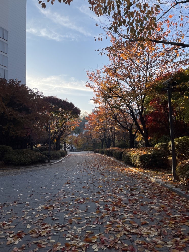 [일상이야기] 11월 일상 - 청명한 가을 만끽하기:) : 네이버 블로그