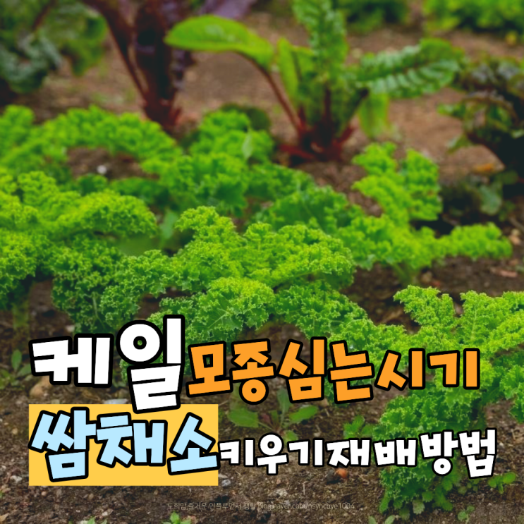 케일 모종 심는시기 쌈채소 모종 키우기 재배 방법 : 네이버 블로그