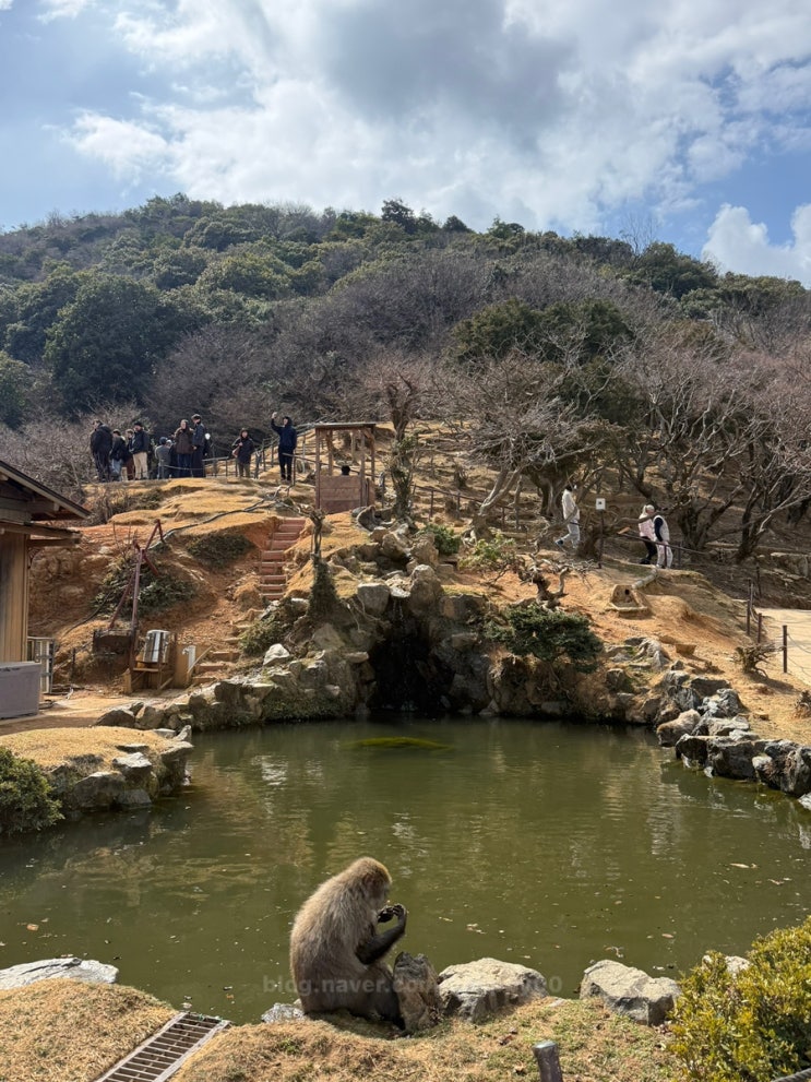 교토 몽키파크 이와타야마 원숭이공원, 올라간 보람 있었던 여행 코....