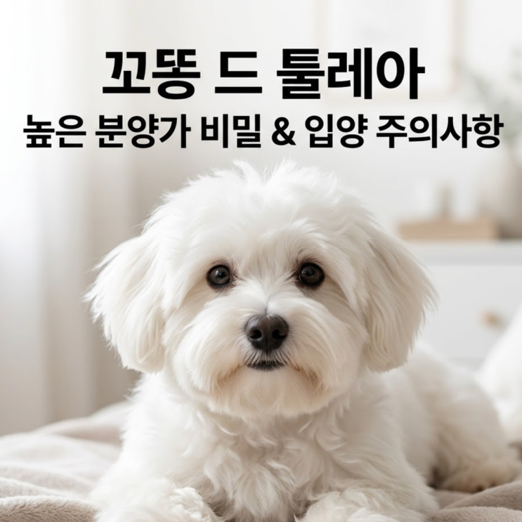 꼬똥 드 툴레아가 얼마나 비싸길래? 꼬동 분양 주의사항 : 네이버 블로그