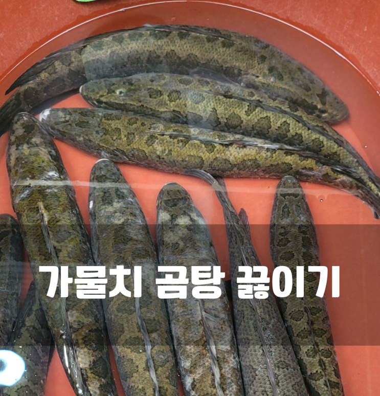 가물치 안비리게 먹기 성공 후기Ⅰ가물치 곰탕 총정리 : 네이버 블로그