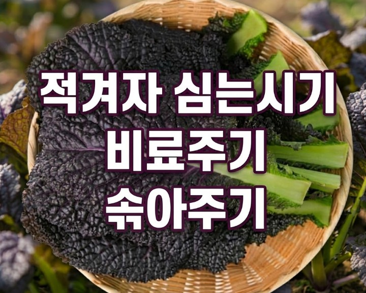텃밭 가꾸기 봄 적겨자 재배 방법과 효능 : 네이버 블로그