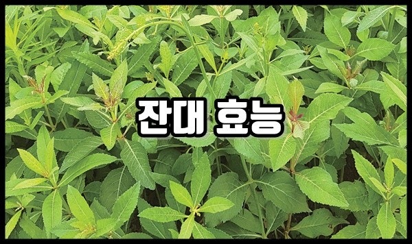 잔대 효능 10가지 완전 정리! : 네이버 블로그