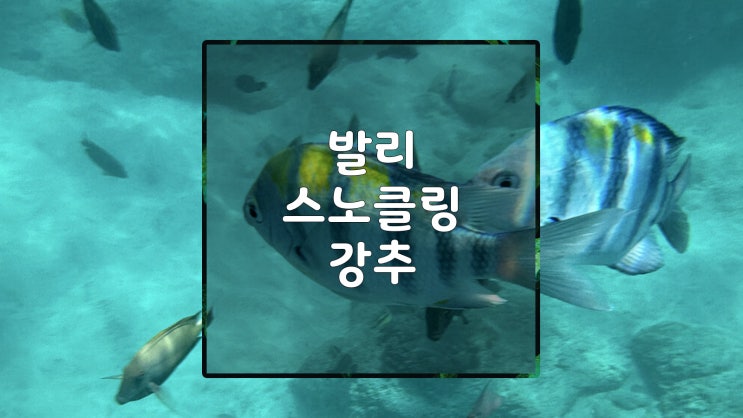 초보자 만족도 1위! 발리 블루라군 & 탄중 제푼 스노클링 투어 추천!