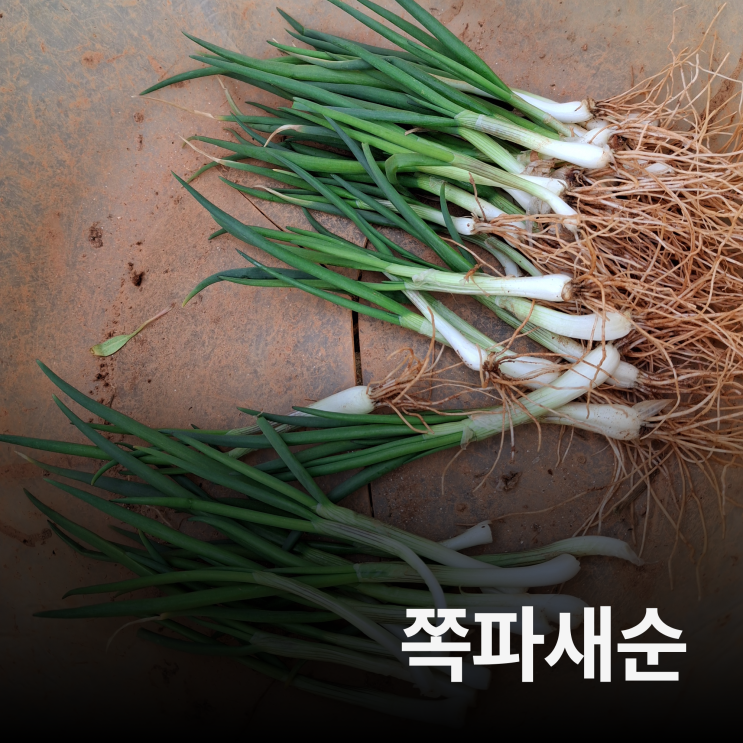 쪽파 재배방법 : 네이버 블로그