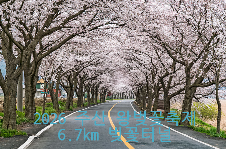 충남 주산 왕벚꽃축제 2026 일정·장소·드라이브 포인트 총정리, 6.7km 벚꽃터널 : 네이버 블로그