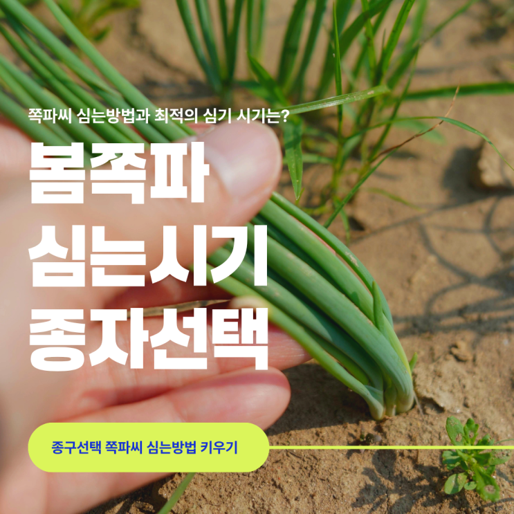 봄 쪽파 심는시기부터 씨앗 종자 선택 쪽파씨 심기 심는방법 키우기 총정리 : 네이버 블로그