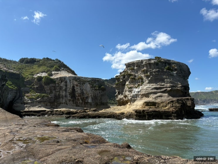 뉴질랜드 오클랜드 여행, 서퍼들의 비치 Muriwai Beach, 무리와이 개넛 ....