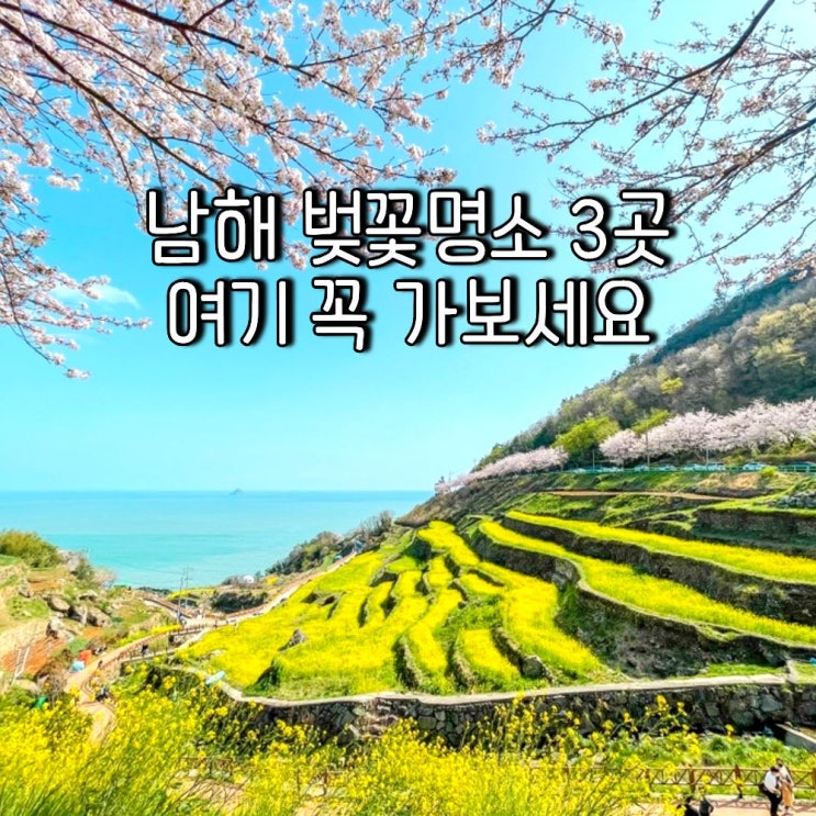 남해 벚꽃여행 가볼만한곳 3곳 추천(다랭이마을, 왕지벚꽃길, 상상양떼목장) : 네이버 블로그