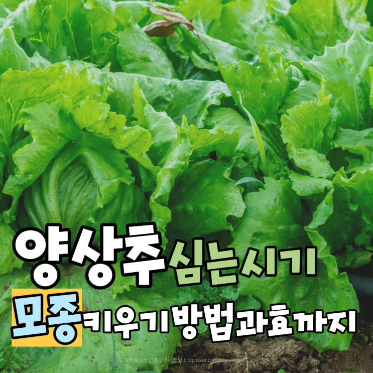 양상추 심는 시기부터 모종 키우기 양상추효능까지 한 번에 정리 : 네이버 블로그
