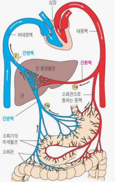 간 기능 저하가 심장까지 무너뜨립니다 (간문맥 핵심 구조) : 네이버 블로그