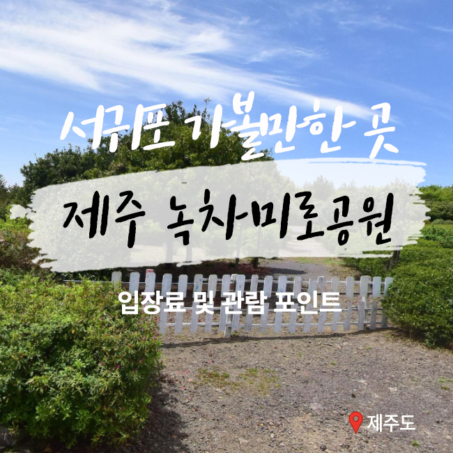 제주 녹차미로공원 입장료 및 관람 포인트