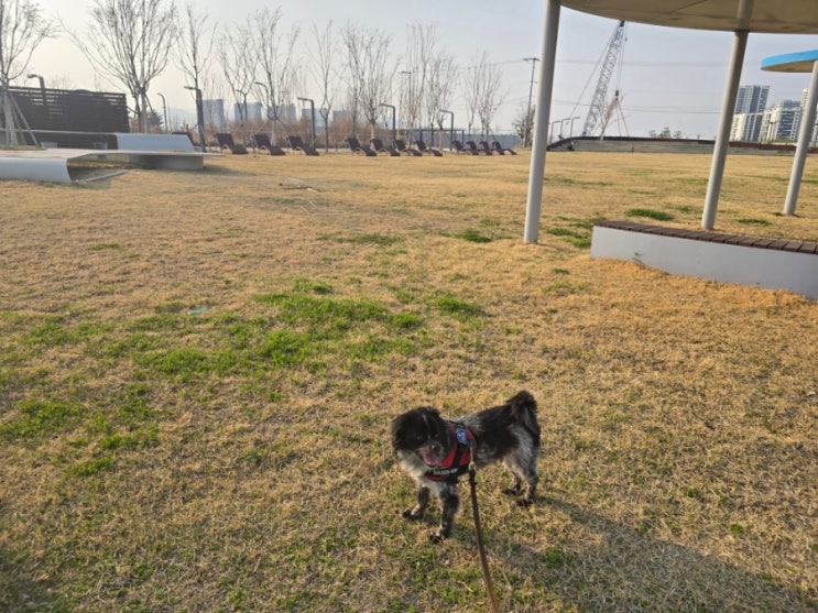 부산 강서구 강아지랑 갈만한곳 에코델타시티 수변 공원 산책