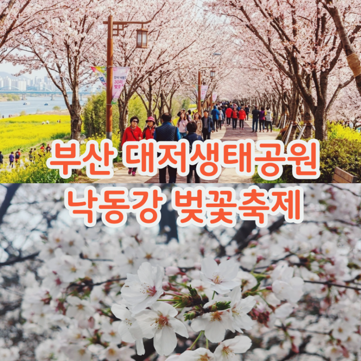 부산 벚꽃 낙동강 벚꽃축제 강서구 가볼만한곳 대저생태공원