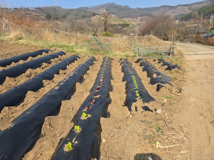 봄 3월에 심는 모종종류 요즘 제일 좋은 모종심는 시기 : 네이버 블로그